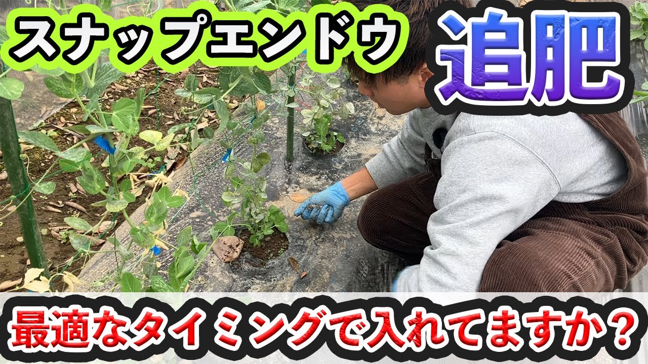 【スナップエンドウ】追肥のタイミング・種類を徹底解説！