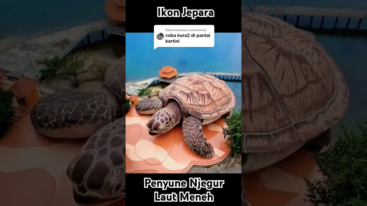 Penyu Di Pantai Kartini Yang Jadi Ikon Jepara Njegur Laut