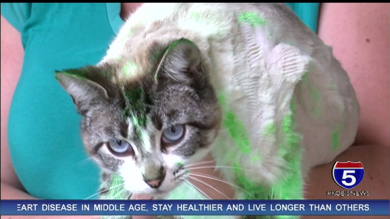 Painted cat sparks animal cruelty investigation