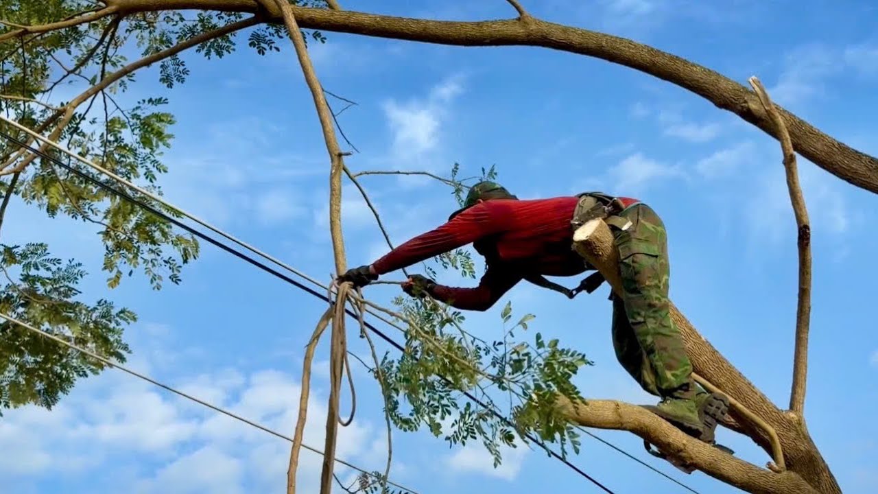 Cưa cây còng siêu nhánh , Gần đường dây điện . Cưa cây kỷ thuật cao 