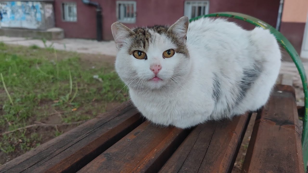 Obdachlose Katze mit Wundersch&ouml;nem Fell | Love Street Cats