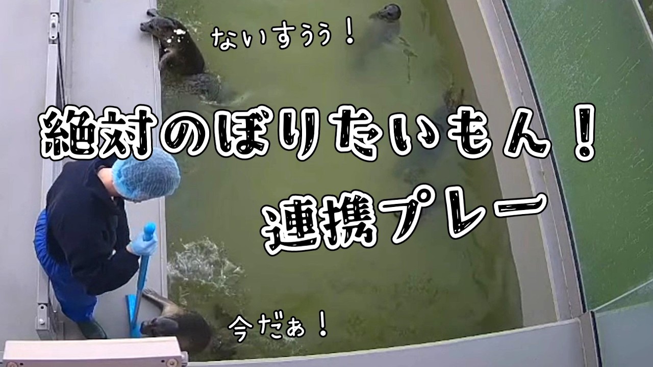 上陸したいぽよよVS上陸を阻止したいスタッフさん【アザラシ幼稚園】
