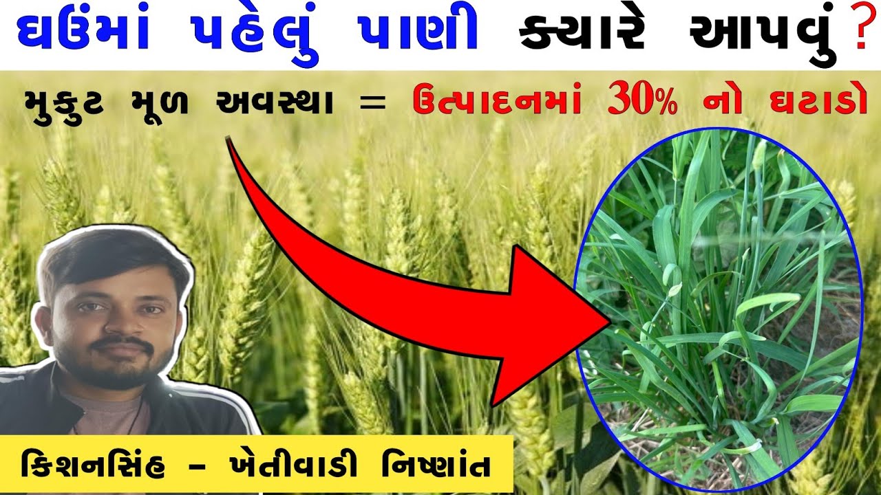 ઘઉંની ખેતીમાં પહેલું પાણી અને પૂરતી ખાતર ક્યારે આપવું ? #ઘઉં #wheat