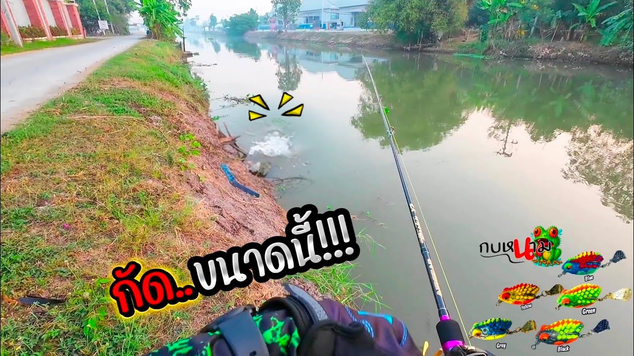 กัดดีจริงจริง!!! ช่อนข้างทาง #ตกปลาช่อนข้างทาง #กบหนาม