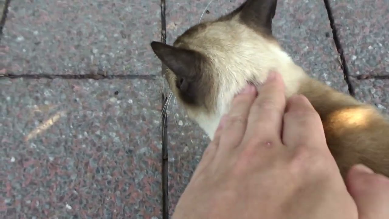 デレデレのシャム猫（鹿児島県桜島）