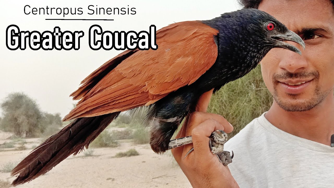 Greater coucal Crow Pheasant |Centropus sinensis| A-Z Information