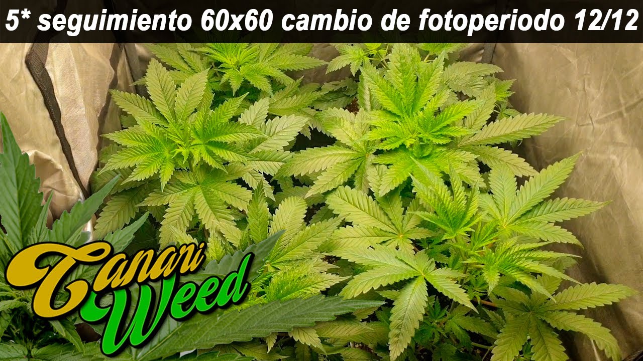 4*SEGUIMIENTO 60X60 CAMBIO DE FOTOPERIODO 12/12  /CULTIVO MARIHUANA medicinal🍁 *INDOOR*
