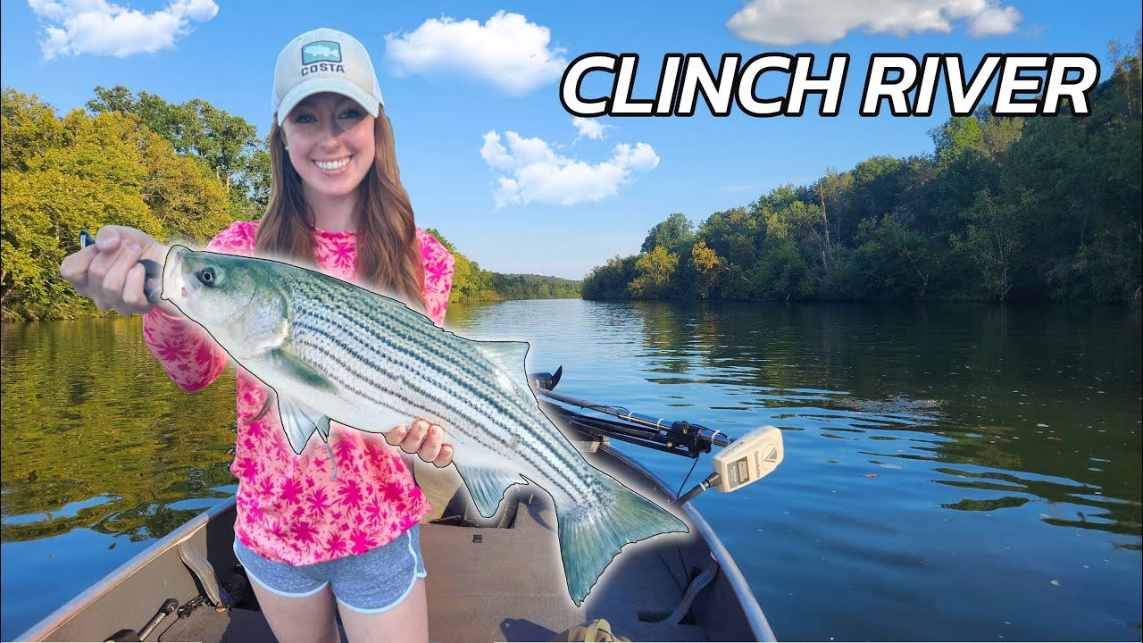 Clinch River Fishing! Striper, Perch, Smallmouth, Blue catfish and MORE!!