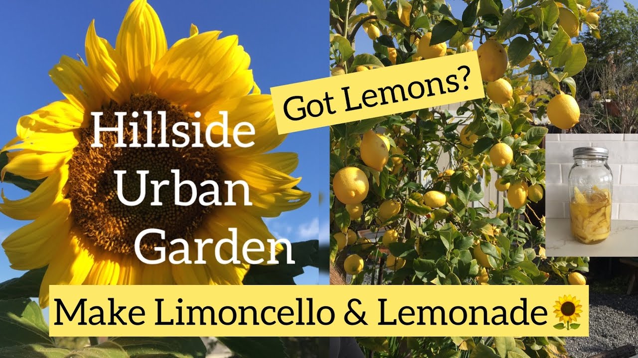What to do with extra Lemons?  Limoncello & Lemonade | Got Lemons?