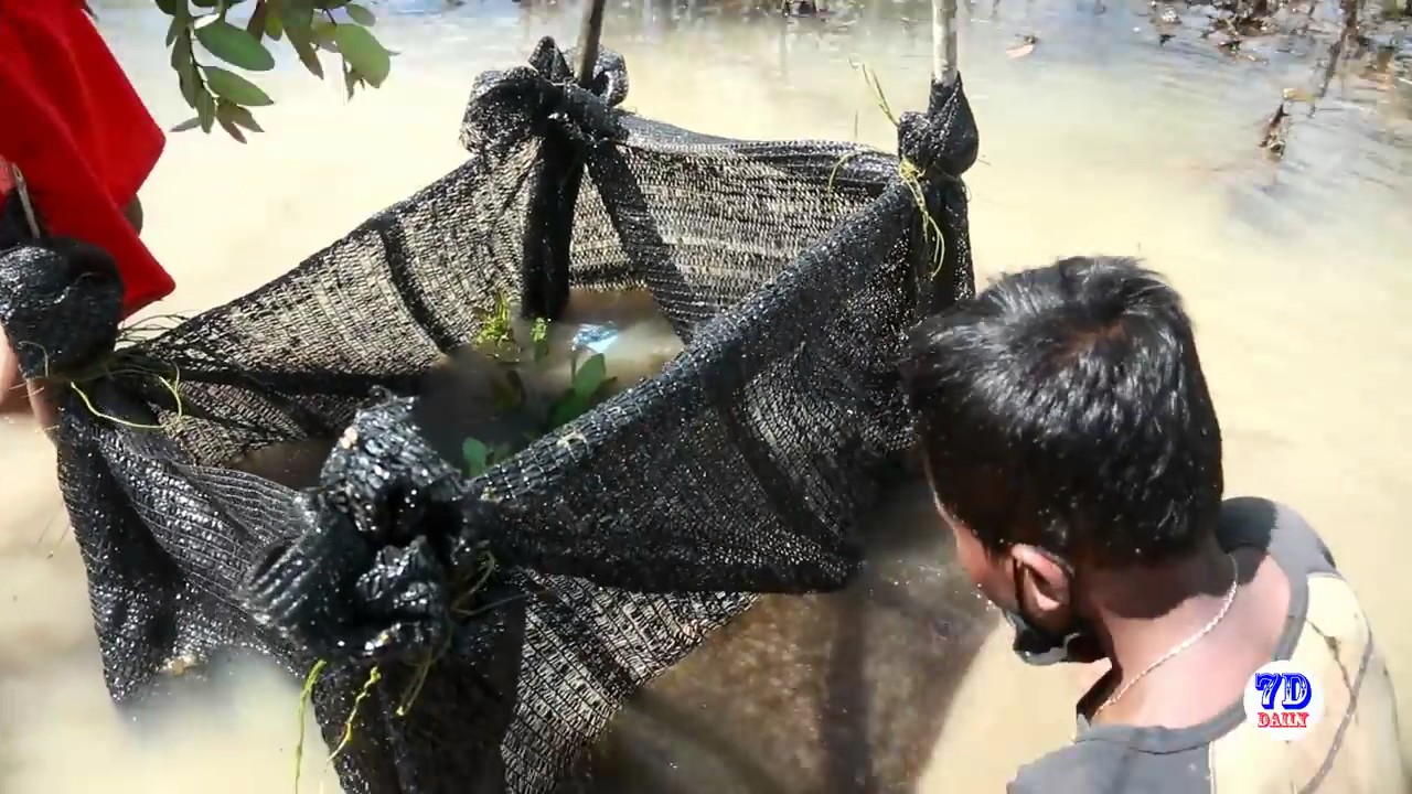 Amazing Children Catch Crabs How To Catch Crabs Using The Net In Cambodia