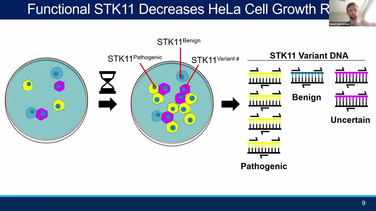 Comprehensively Testing the Function of Missense Variation in the STK11 Tumour Suppressor