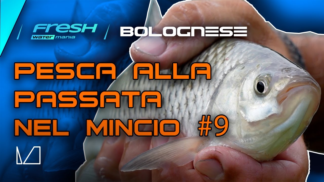 FRESH WATER MANIA - PUNTATA 9 - BOLOGNESE - PESCA ALLA PASSATA NEL MINCIO