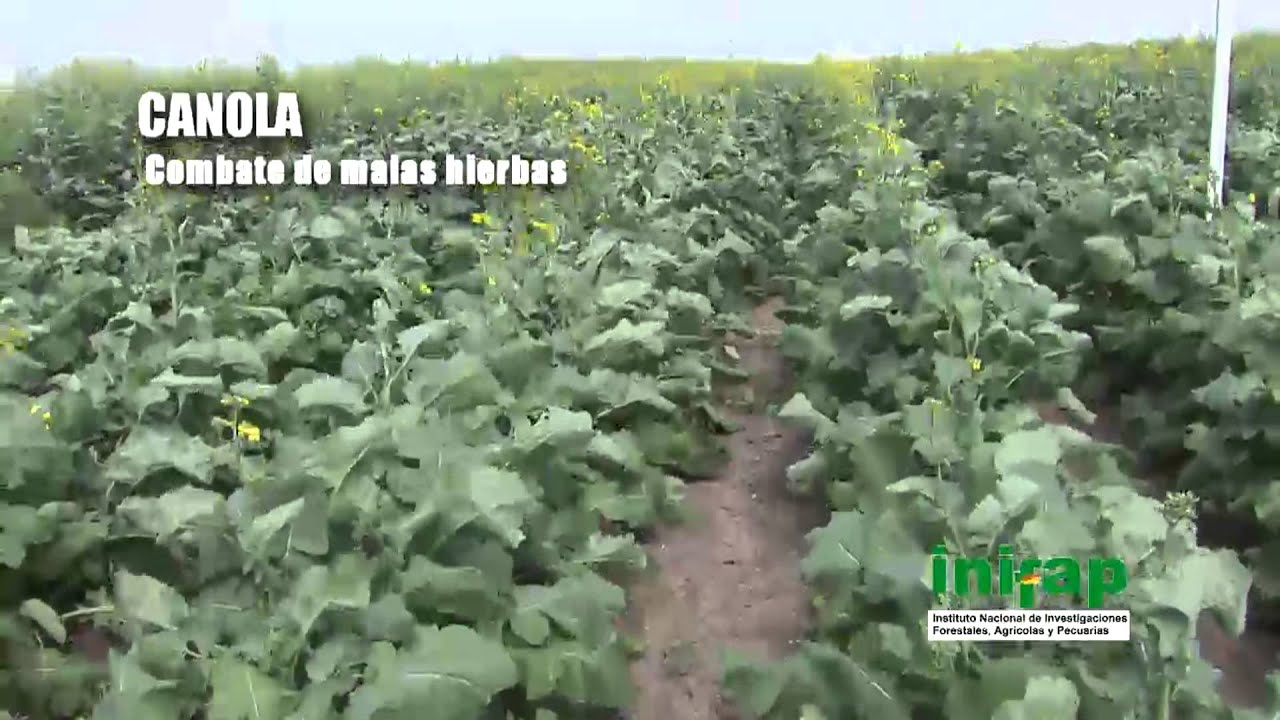 promocion del cultivo de la canola en mexico 7.1 hdv1080i ALTA compresion