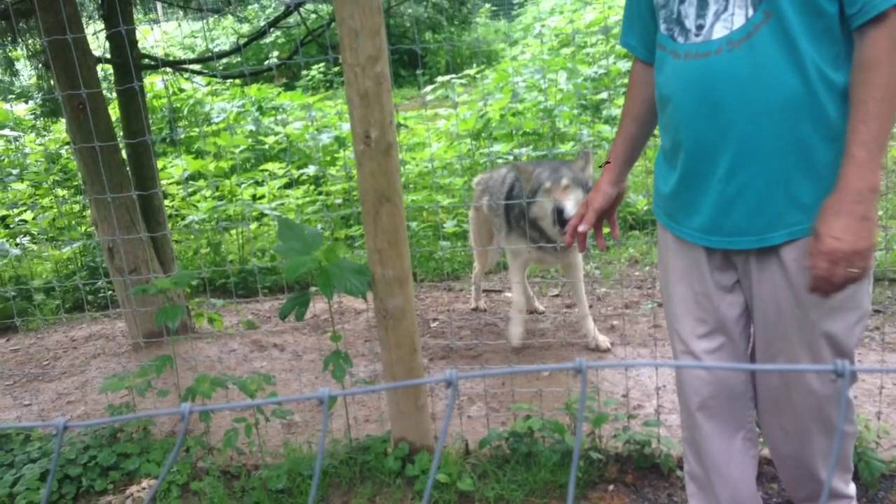 Wolf Barking 1