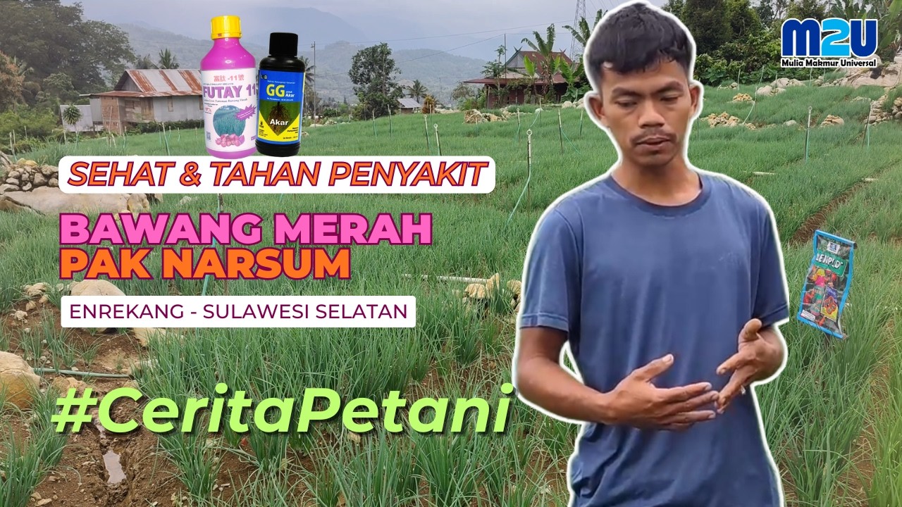 Bawang Merah Pak Nasrum Sulawesi Selatan Makin Juara walau Cuaca sedang Ekstrim #futay #ggakar #m2u