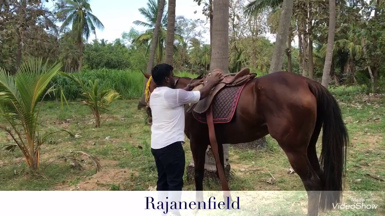 Rajan enfield