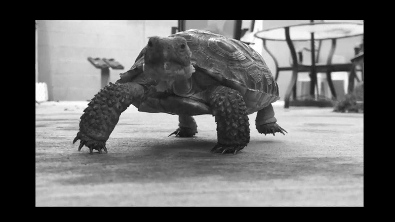 ZOOL - The Time Remaining