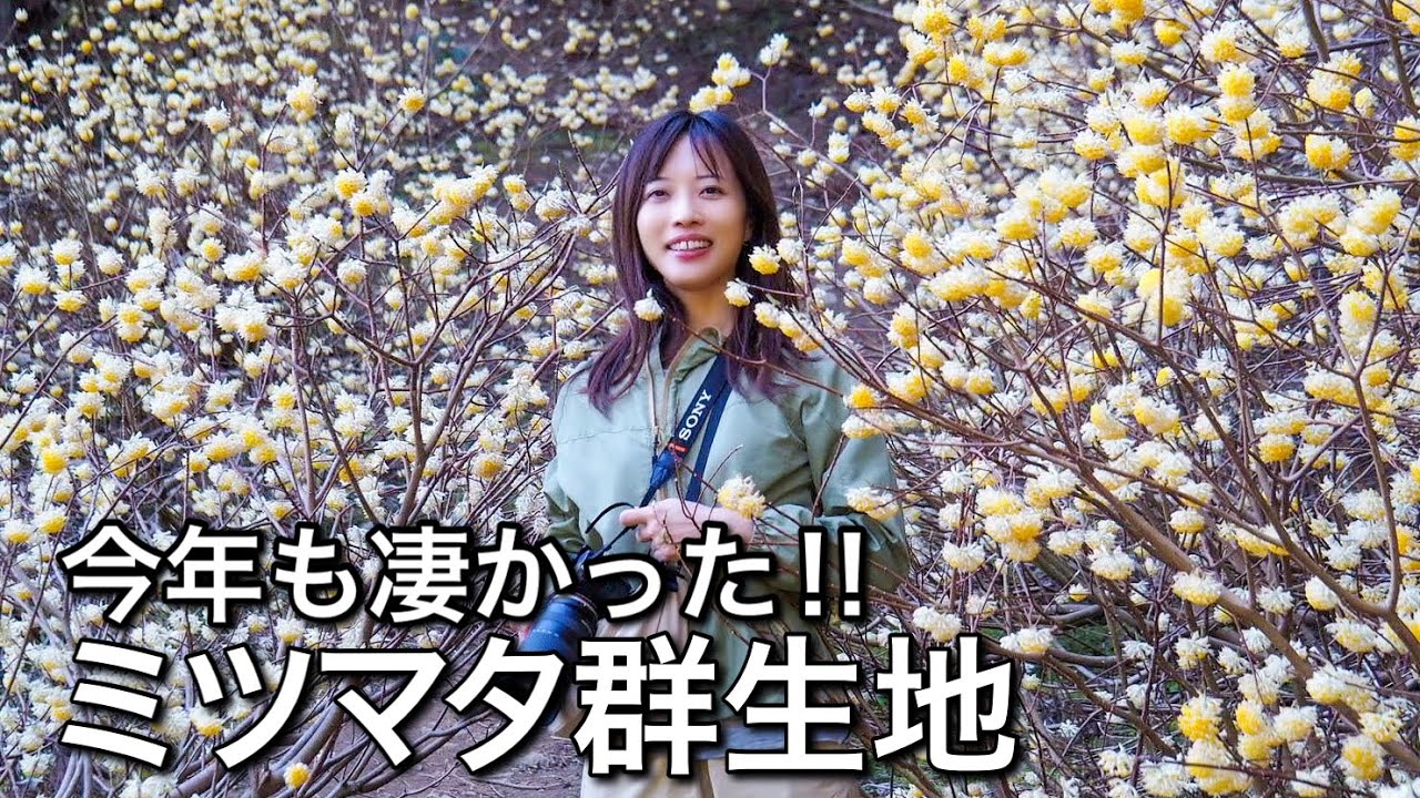 【ミツマタ群生地】春のお花満喫！毎年恒例のミツマタを見に高畑山へ