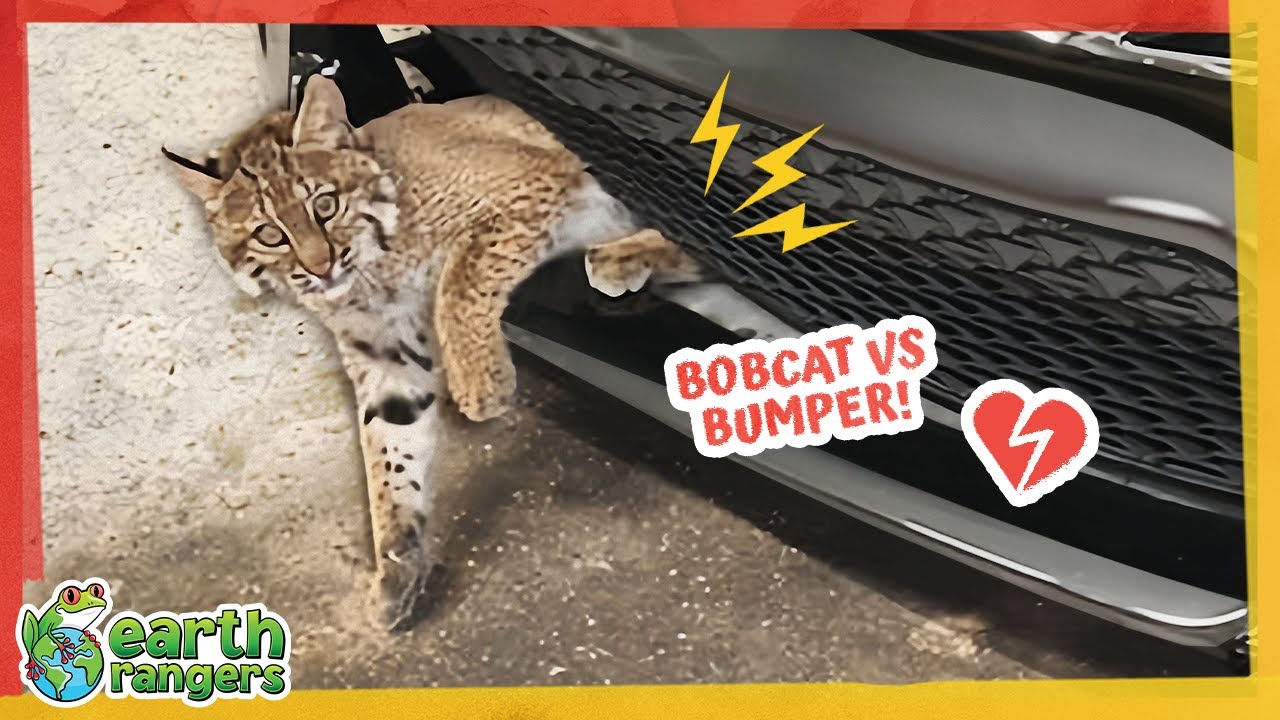 Can a 3-Legged Bobcat Survive in the Wild? | Earth Rangers