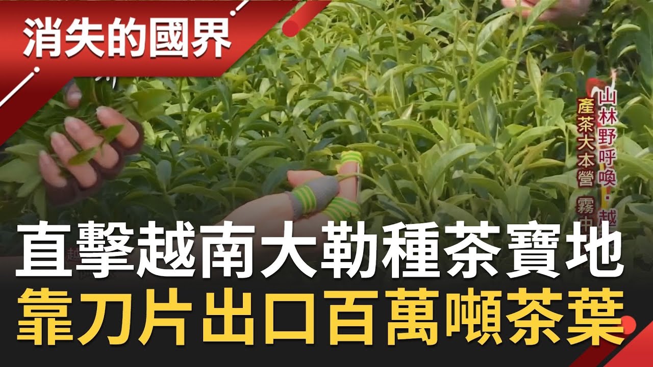 得天獨厚的種茶寶地！越南大勒