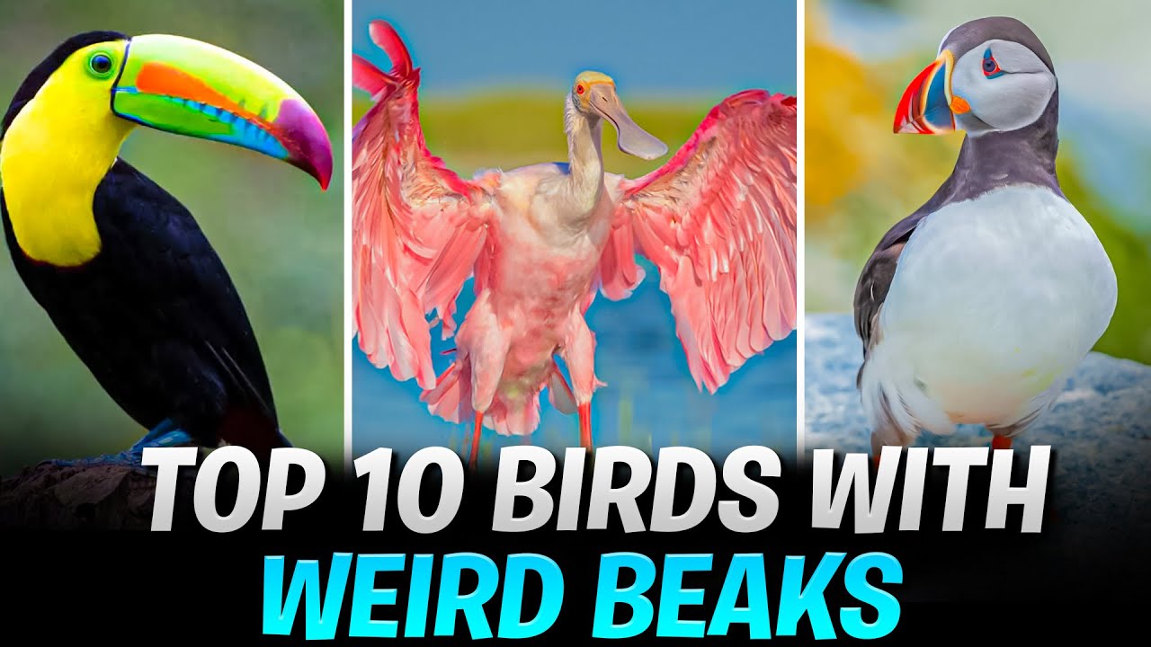 Top 10 Birds With Weird Beaks | 10 Facts About Birds