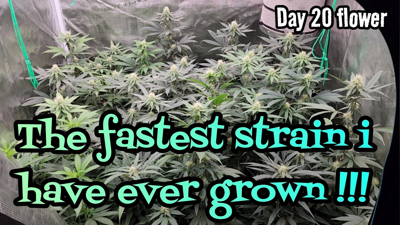 The Fastest Strain I Have EVER Grown!! ,Day 20 flower 3x3 update Grown Under the  Mars Hydro FC-4800