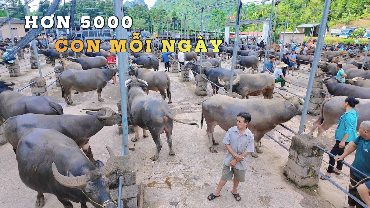Khám Phá Chợ Trâu Bò Biên Giới VIỆT TRUNG Hơn 5000 Con Xem Mà Không Muốn Về