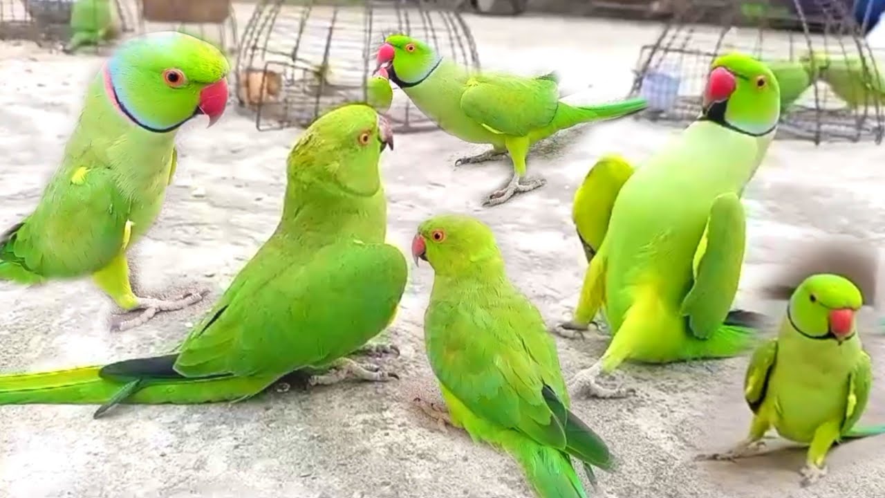 Funny Parrot Compilation Open Parrot Show
