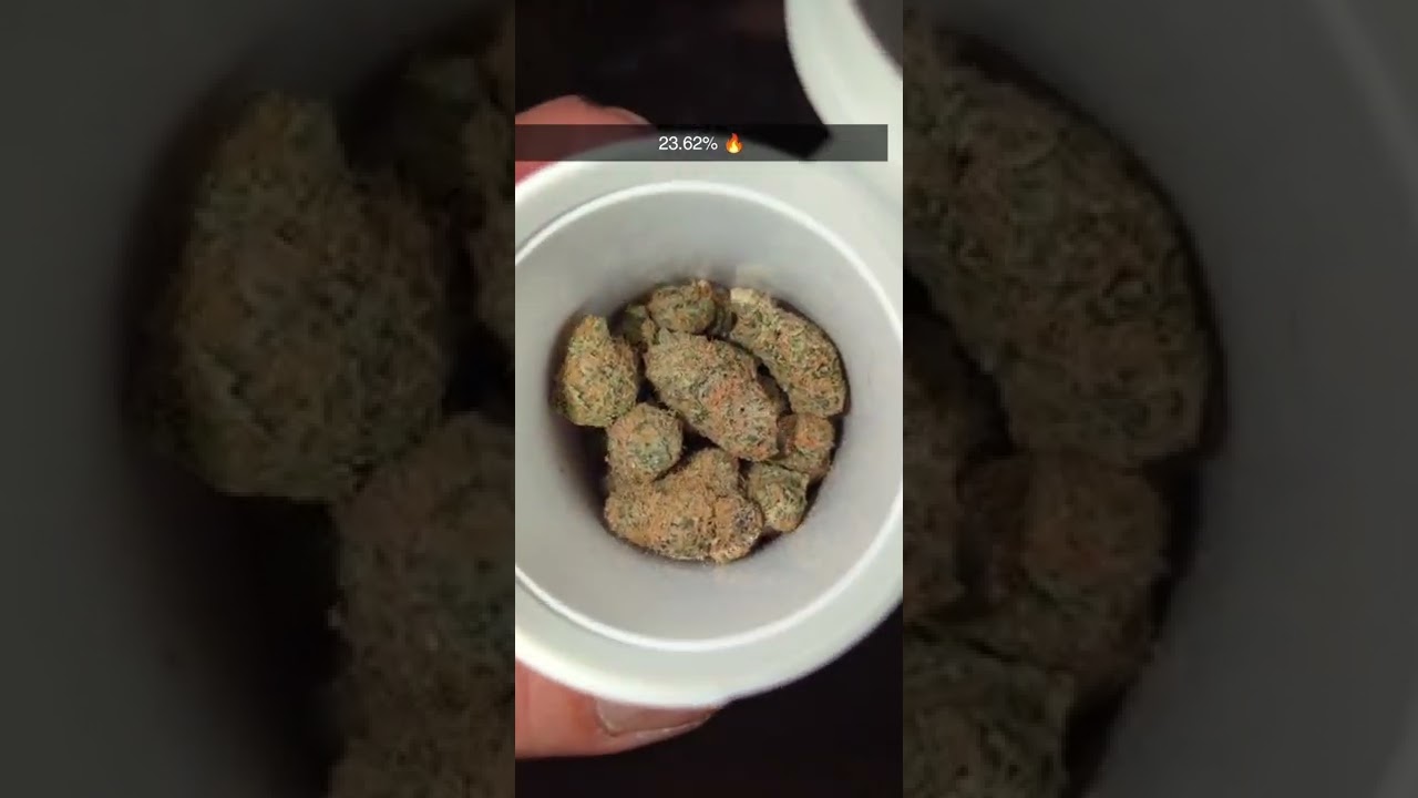 Black Cherry Punch - 23.6% THC