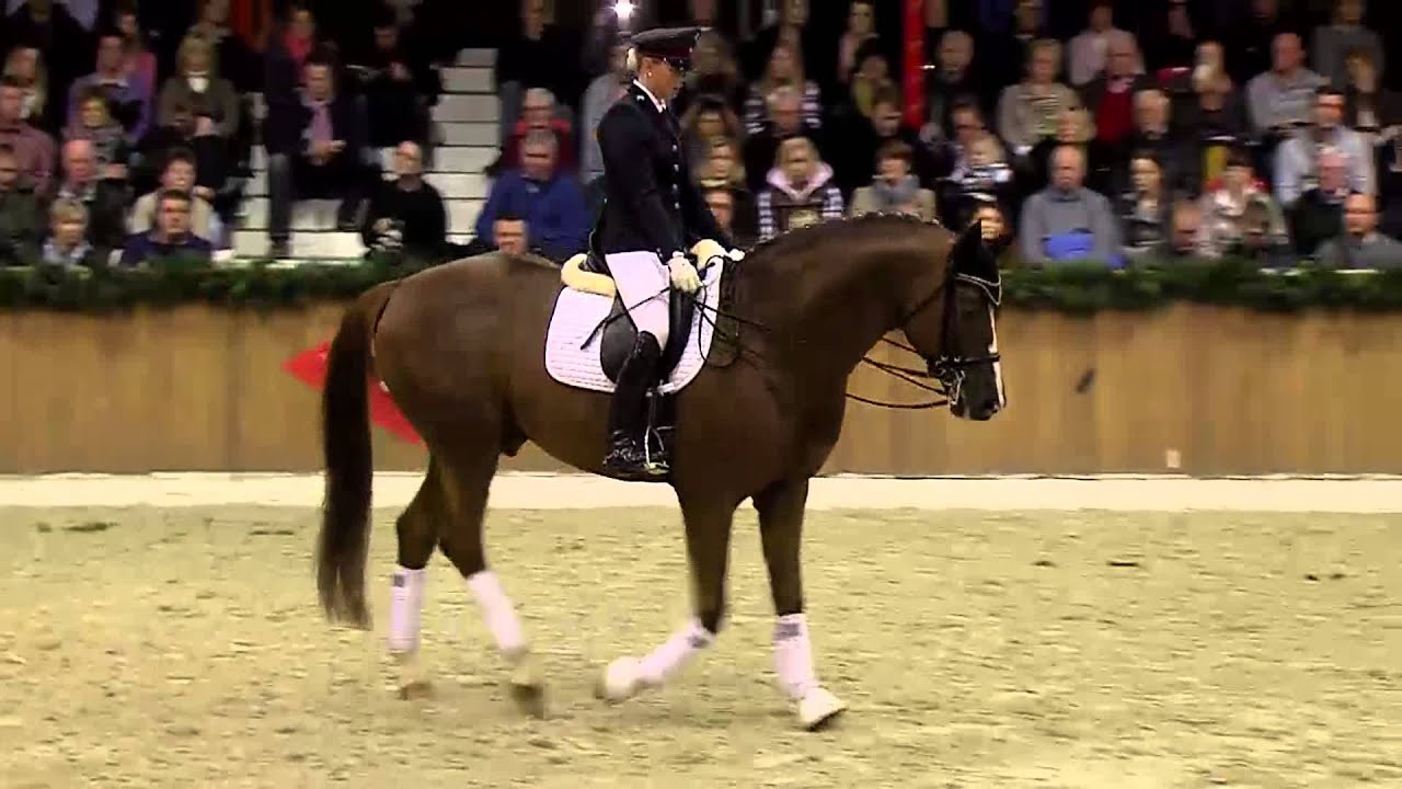 Quaterback by Quaterman (Stallion Show Sosath 2013)