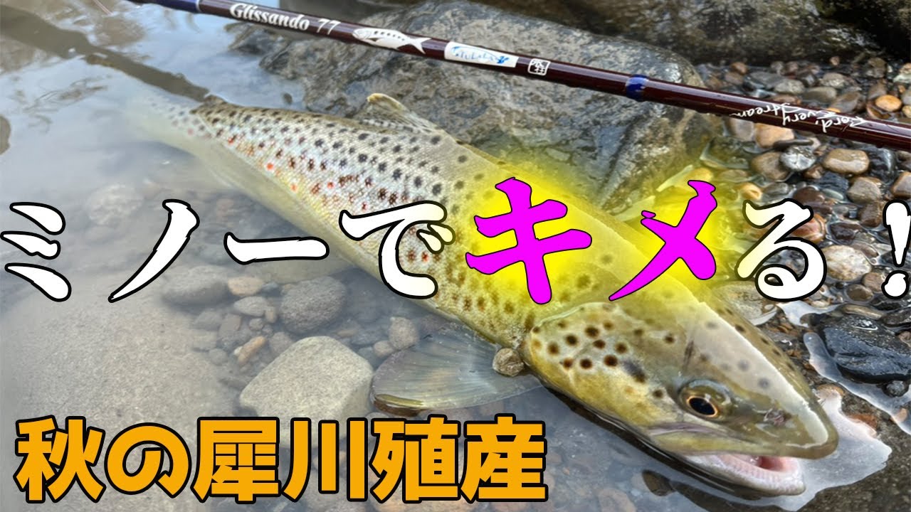 【犀川殖産】イワナ系にはミノーが効く！？ジャークソニックで攻める秋の本流トラウト