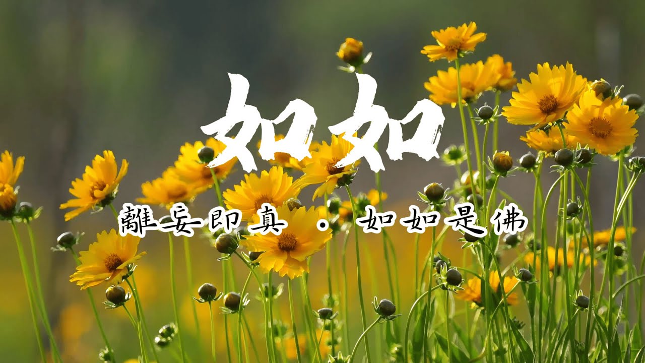 如如｜心無染，本自圓滿Suchness | Unstained, Already Whole