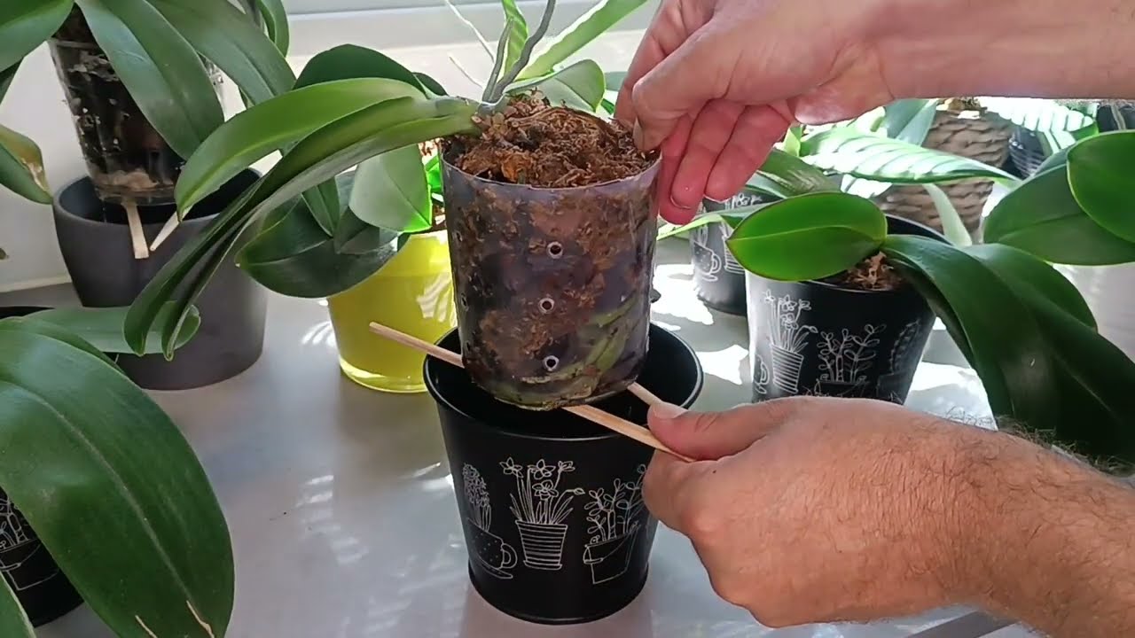 איך להשקות סחלבים ?