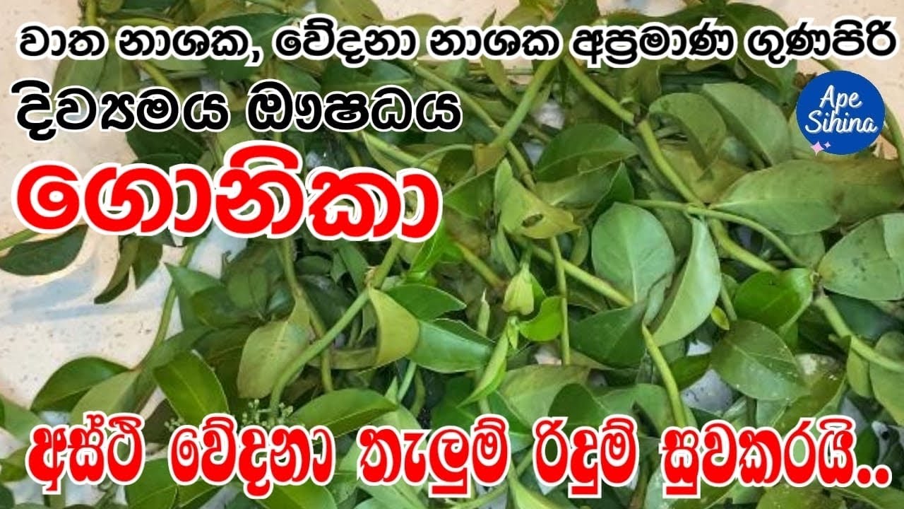 ගොනිකා ඔසුවක්ද  | ගොනු කෑ කොළ | Gonika | ගොනිකා කොළ | ගොනික | Gonu ke kola | Gonika Leaves Benefits