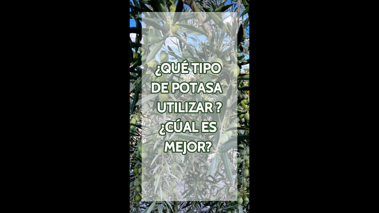¿Cuál es la mejor potasa para tus olivos? 🫒💡