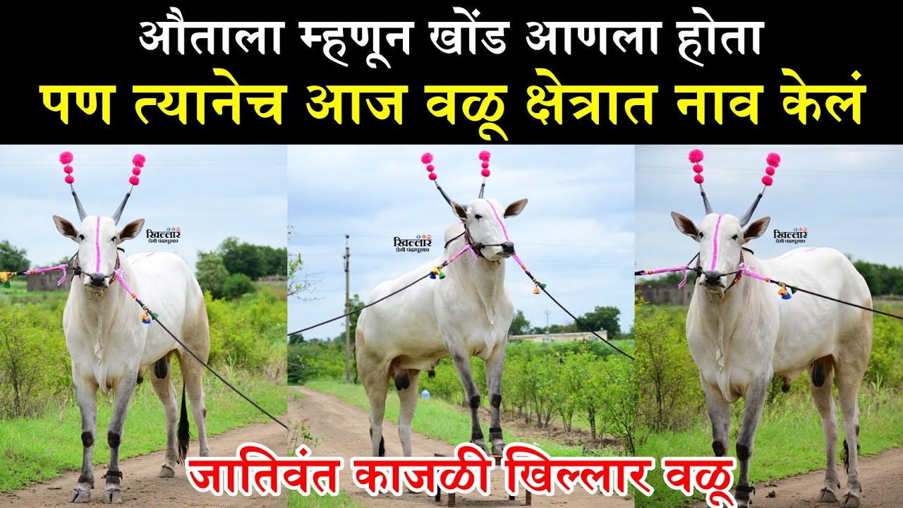 ♦️औताला म्हणून खोंड आणला होता | त्यानेच आज वळू क्षेत्रात नाव केलं | जातिवंत काजळी खिल्लार वळू 
