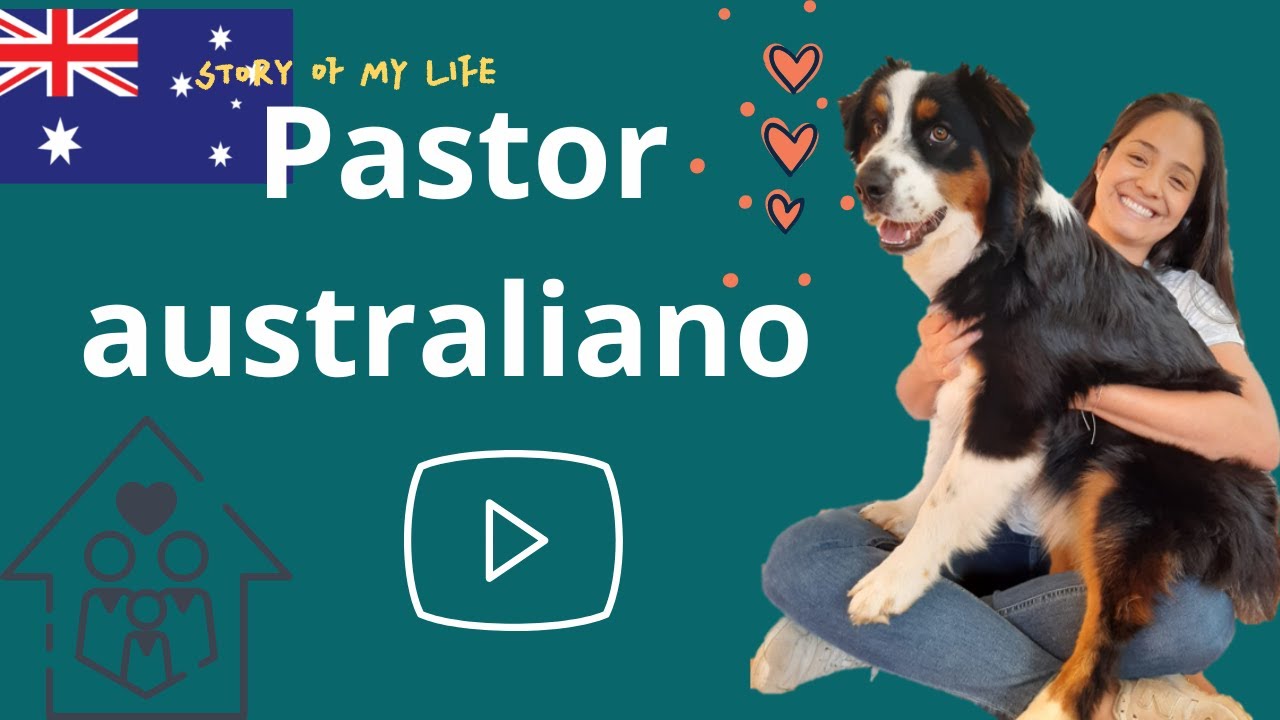 ¿QUÉ debería SABER ANTES de ADOPTAR o COMPRAR un PASTOR AUSTRALIANO?