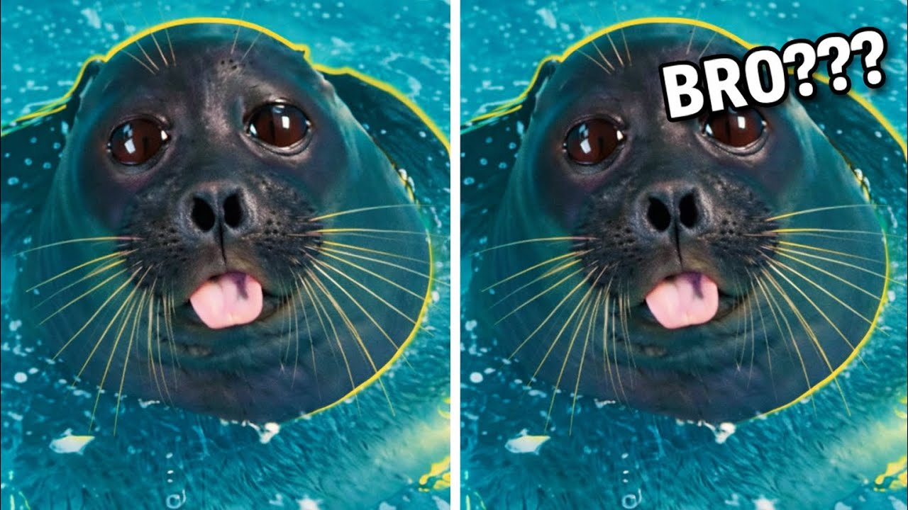 I didn’t expect seals to behave like this