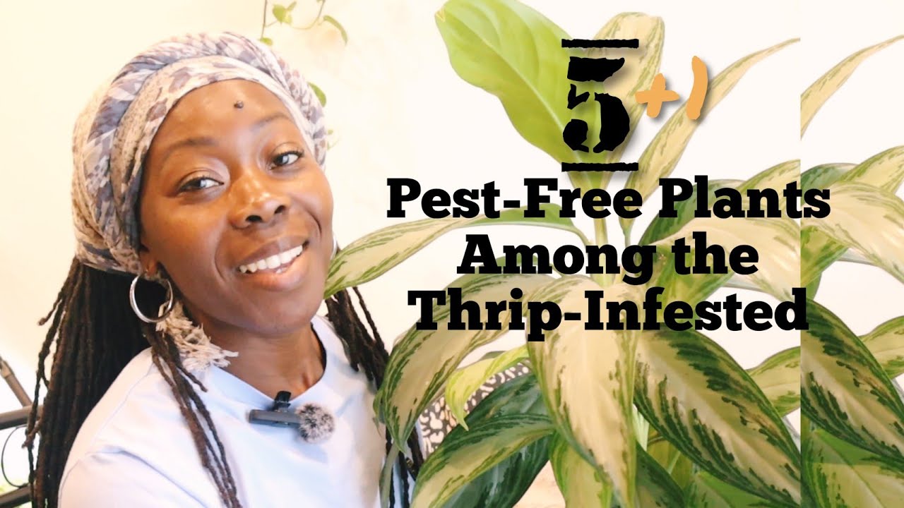 From Pest-Infested to Pest-Free: My Top 5 Low-Maintenance Houseplants