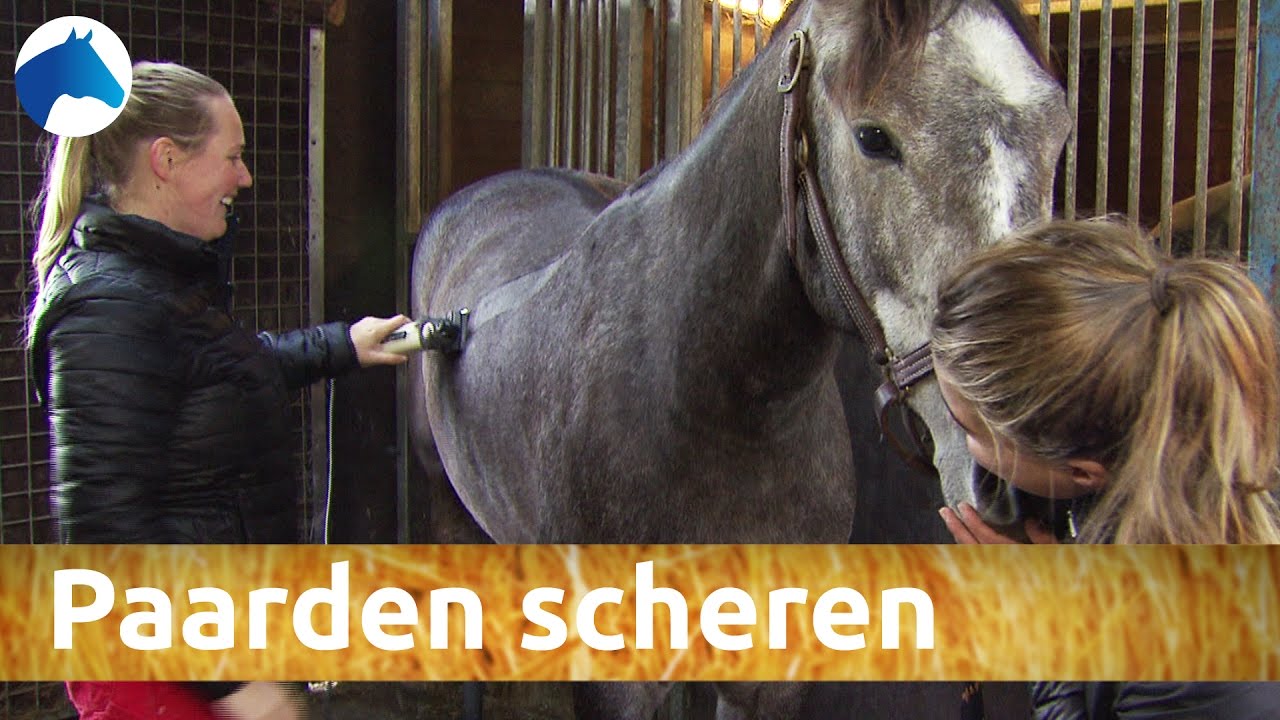 Hoe scheer je je paard? | NH Bokt TV