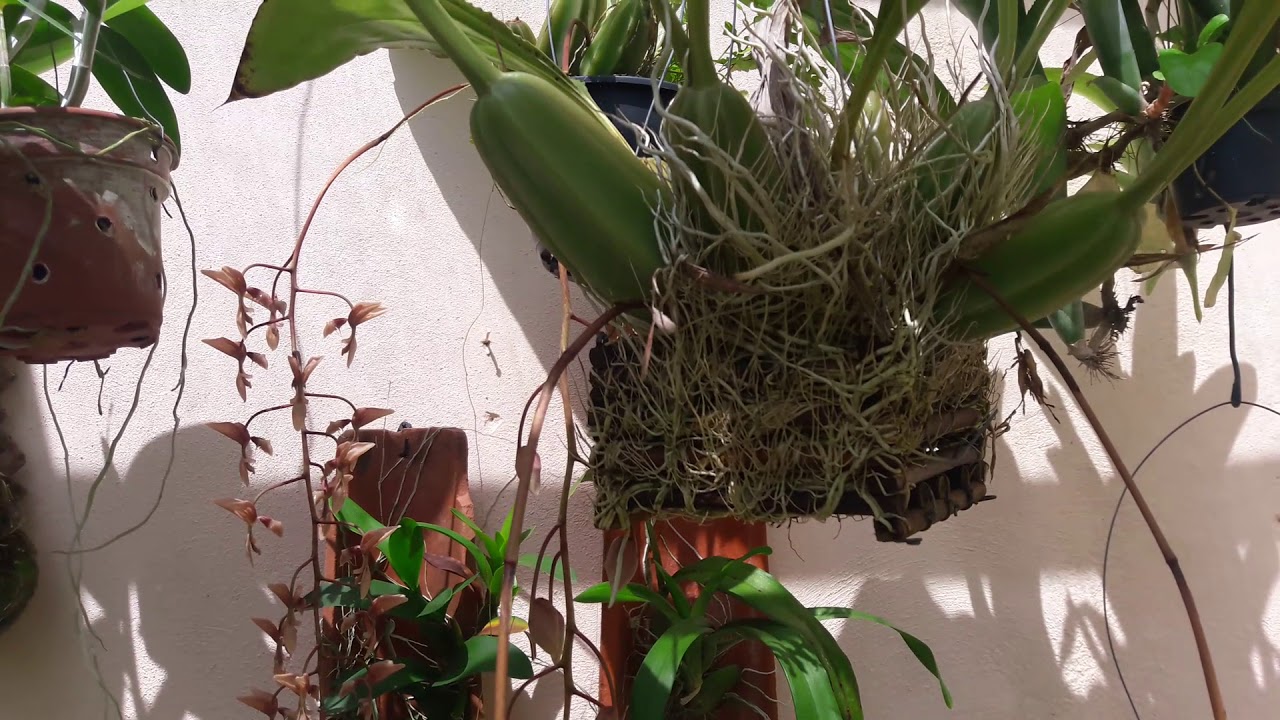 ORQUÍDEA GONGORA COM SUAS IMPRESSIONANTES FLORES EM FORMA DE PÁSSAROS