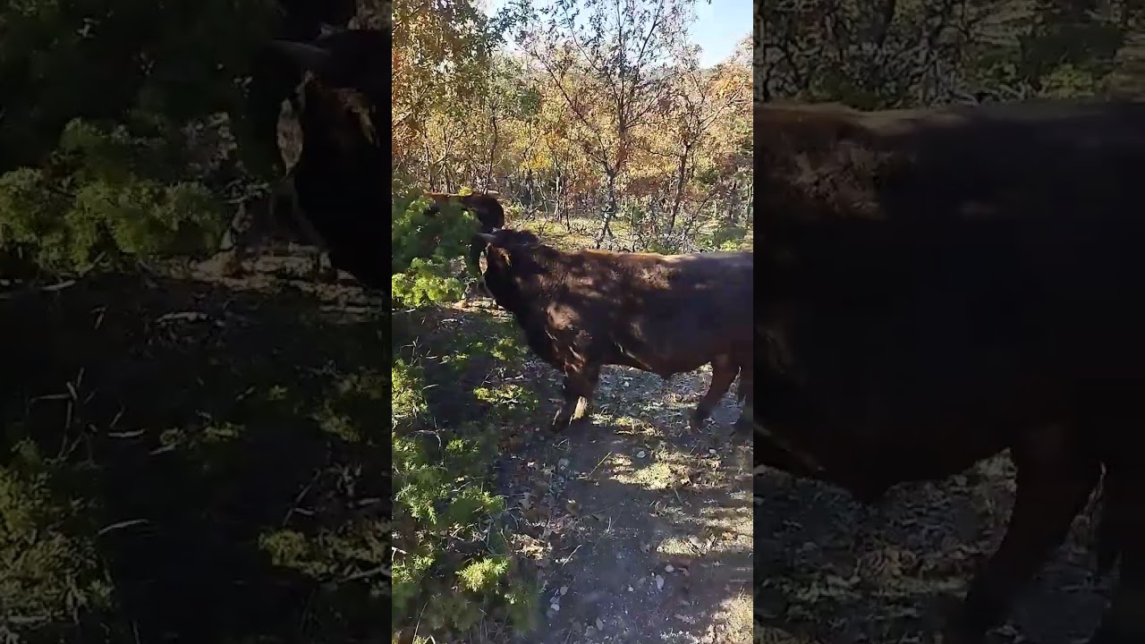 Kaldığımız yerden devam  hayvanları yaylima cikarttim
