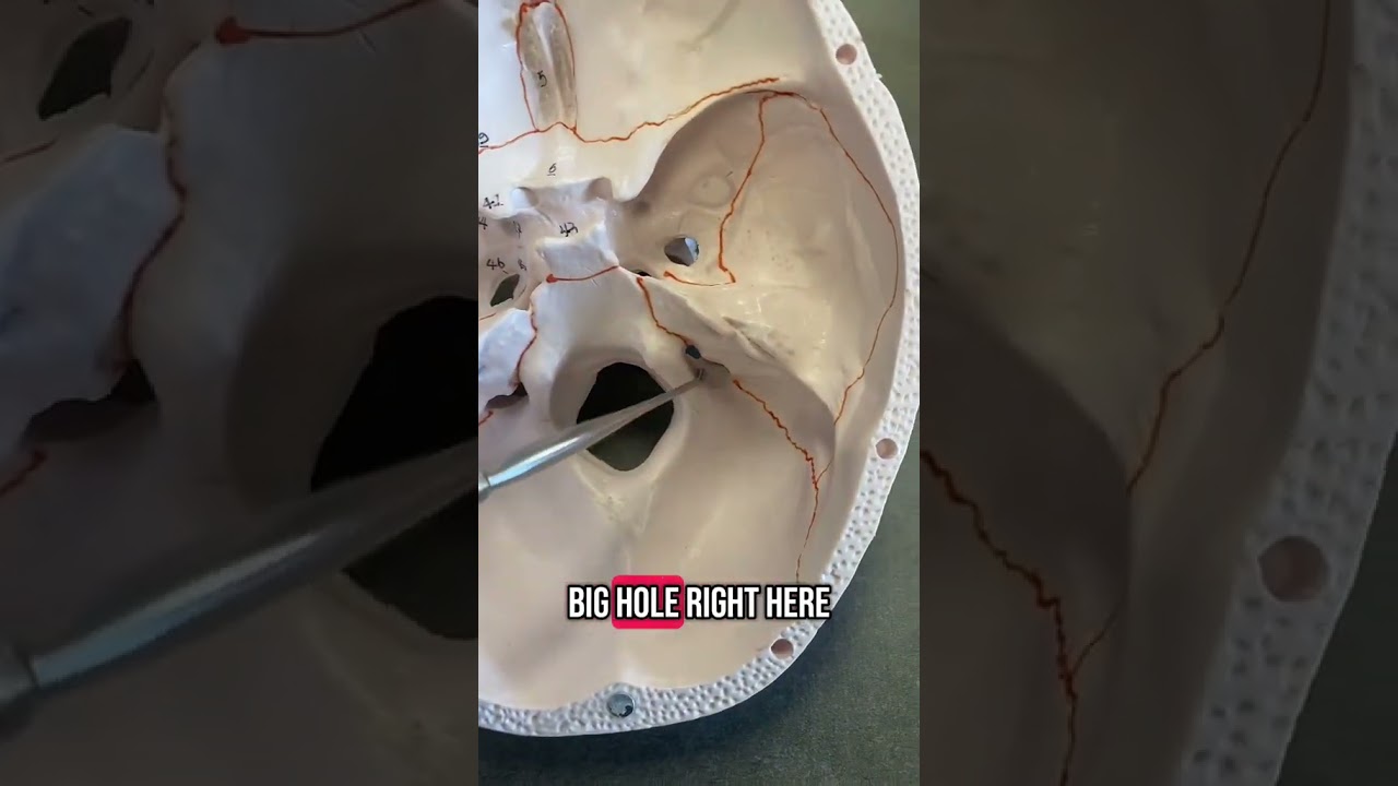 Occipital Bone