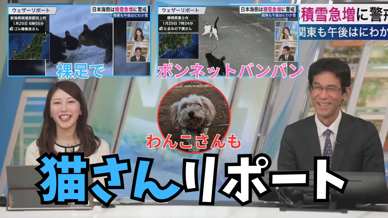 【魚住茉由×ぐっさん】猫さんリポートで丸くなるどころか外で元気に運動していることに驚くぐっさん