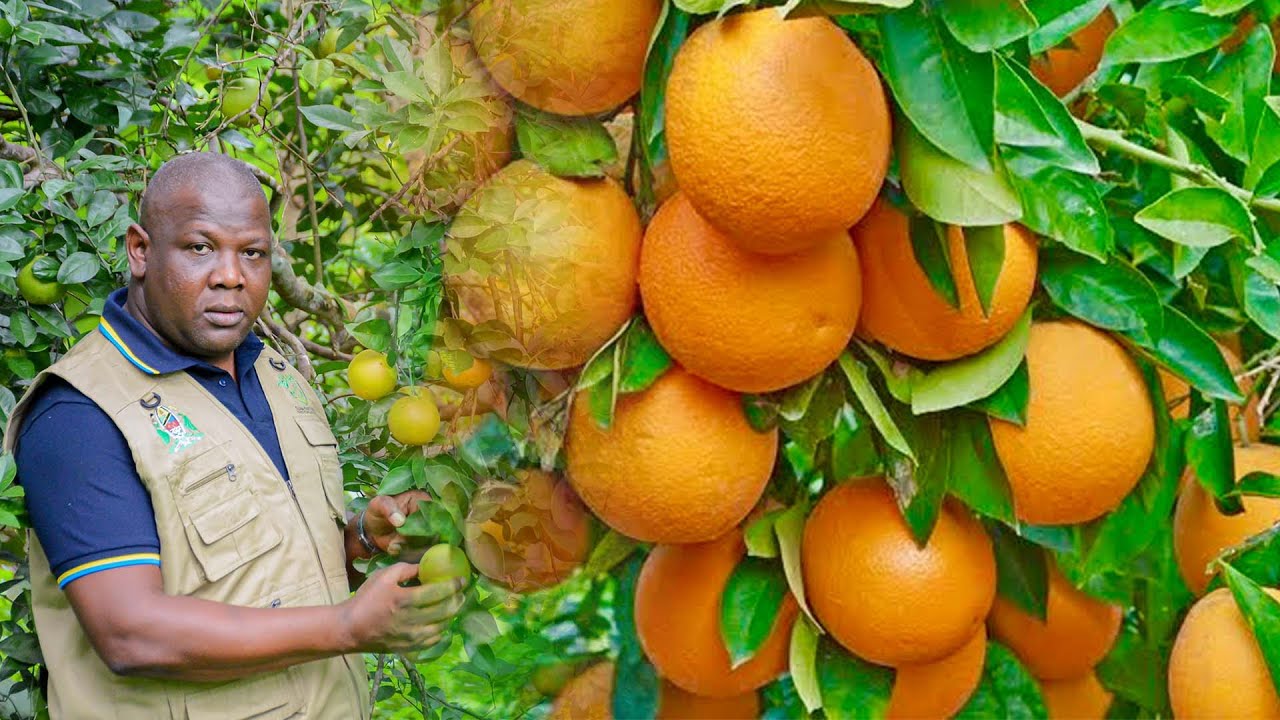 Ziara ya TPHPA yakonga Nyoyo za Wakulima wa Machungwa// Wasimulia Kwa Uchungu Changamoto zao