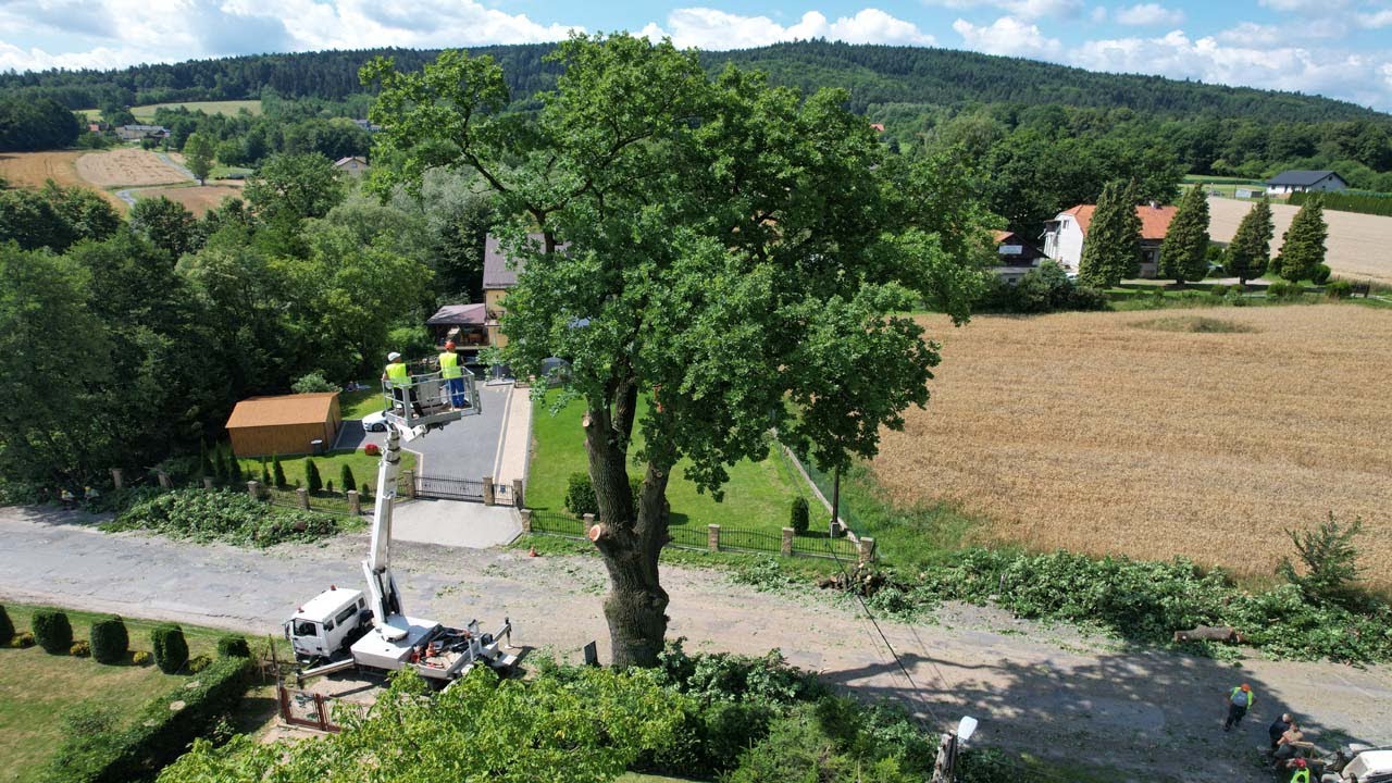Klecza Dolna. Wycinka wiekowego dębu