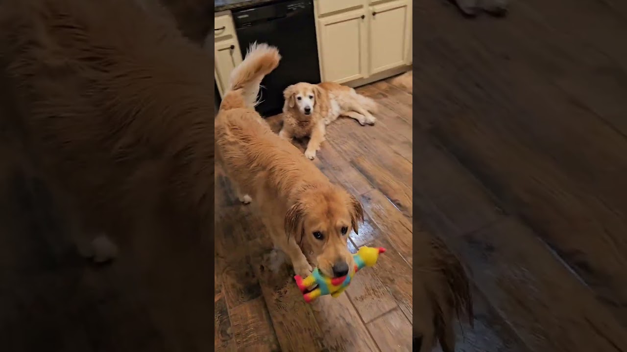 🇺🇸미쿡 강아지 일상. Crazy boy! 독특한 내 취미! #Goldenretriever #골든리트리버 