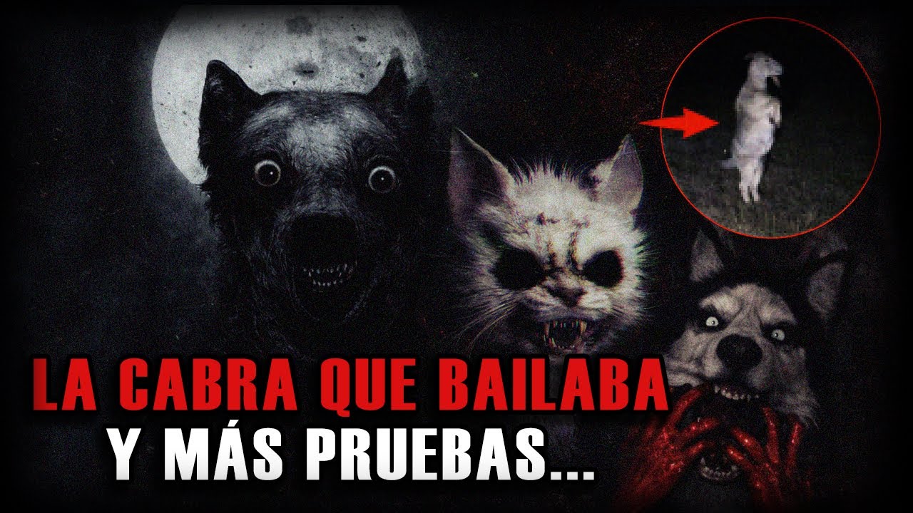 6 RELATOS IN&Eacute;DITOS DE ANIMALES ACTUANDO COMO HUMANOS | CON PRUEBAS