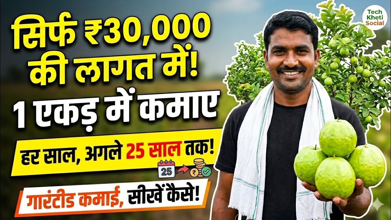 सिर्फ ₹30,000 लगाएं और 1 एकड़ से कमाएं ₹6 लाख हर साल! | अमरूद की आधुनिक खेती 2026