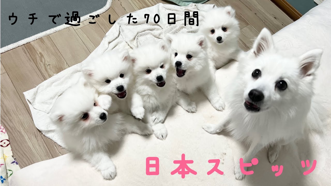 日本スピッツ　♡ルリの初子達の70日間♡